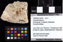 Foto (Objket + Etiketten) von Goniodromites sp. 